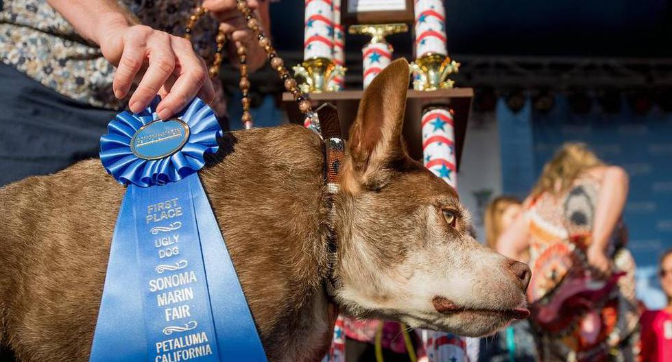 Florida: Este can ganó el concurso del \"perro más feo del mundo\". (Foto: AP)