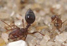 Dos ladrones son torturados con miles de hormigas en Bolivia