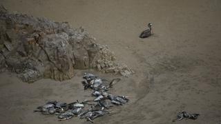 Gripe aviar en Perú: Serfor reporta más de 17 mil aves fallecidas en todo el litoral debido al virus