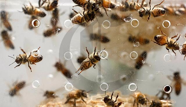 Perú: otros casos de ataques de abejas - 1