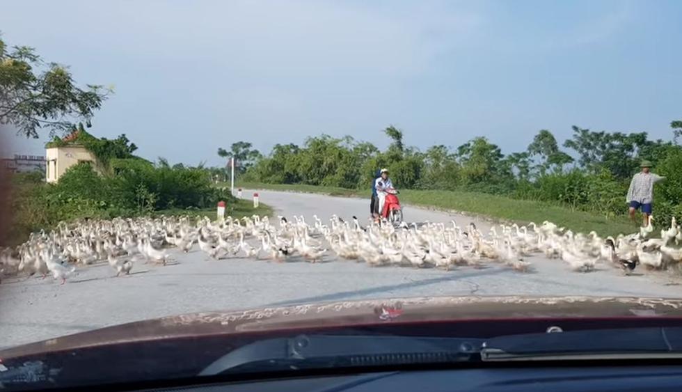 Otra persona que conducía una motocicleta también tuvo que frenarse por la presencia de los patos. (YouTube: ViralHog)