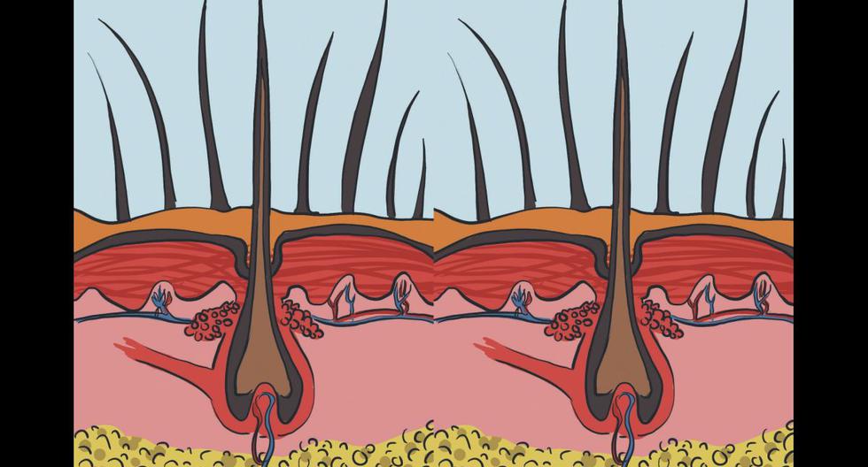 La función más importante del pelo es la regulación de temperatura. Las fibras pueden estar recubiertas de una sustancia oleaginosa, una laca natural que ayuda a mantenerlas juntas. (Ilustración: Giovanni Tazza)