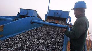 Crecen los envíos de harina y aceite de pescado a junio