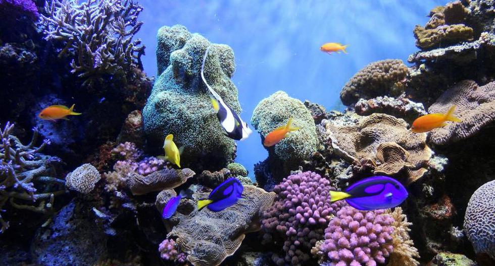 La desaparición de los arrecife de coral reduce al mismo tiempo las poblaciones de especies marinas (Foto: Wikimedia)