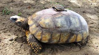 La primera tortuga de Piura nacida en cautiverio [VIDEO]