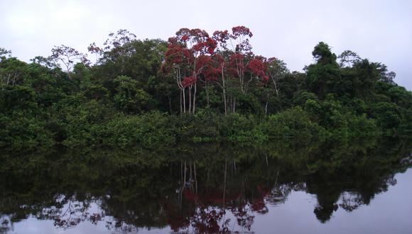 Bosque amazónico ecuatoriano. Foto: Cortesía INABIO.