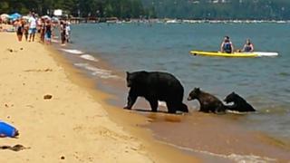 California: Familia de osos sorprende a bañistas de un lago