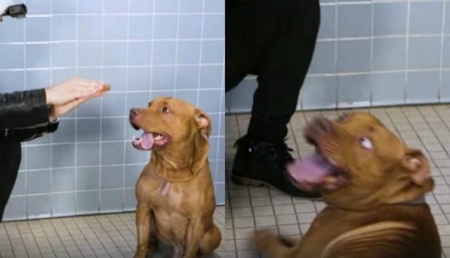 Video de Facebook obtuvo gran popularidad tras compartirse en redes sociales. (Foto: Captura)