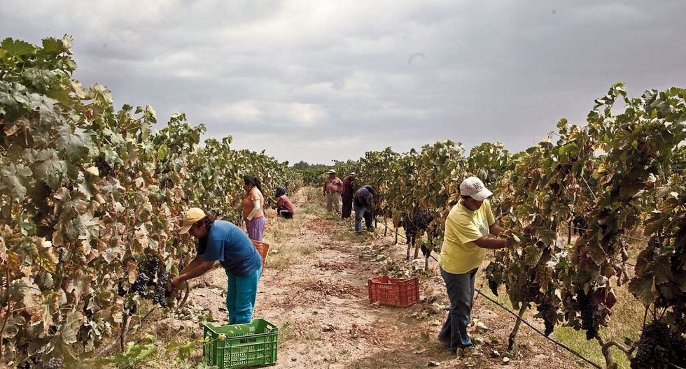 La agricultura familiar se ha visto gravemente afectada. (Foto: Karen Zárate / GEC)