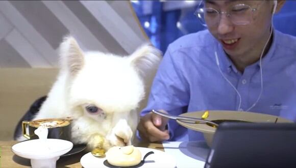 Dos encantadoras alpacas son contratas para ser el centro de atención en un restaurante chino. (Foto: Captura YouTube)