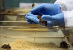 Nuevo compuesto frena en ratones la enfermedad renal causada por diabetes