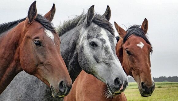 El transporte de unos caballos dio a los investigadores la pista que necesitaban.&nbsp; (Foto: Referencial - Pixabay)
