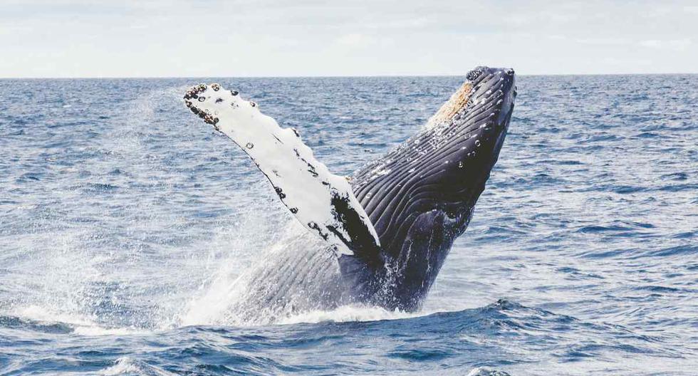 Las ballenas jorobadas presentan un reto adicional para la inteligencia artificial. (Foto: Free-Photos/Pixabay)