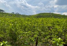 El área sembrada con coca en Colombia llega a 230 000 hectáreas y alcanza su máximo histórico | ESTUDIO