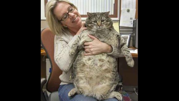 Gato mais gordo do mundo