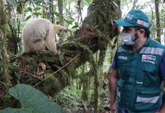 Cajamarca: Serfor liberó un oso hormiguero que iba a ser vendido por sus captores