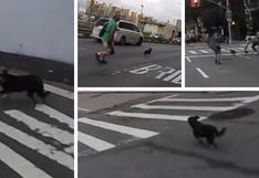 Perro protagoniza una asombrosa persecución por las calles de Nueva York 
