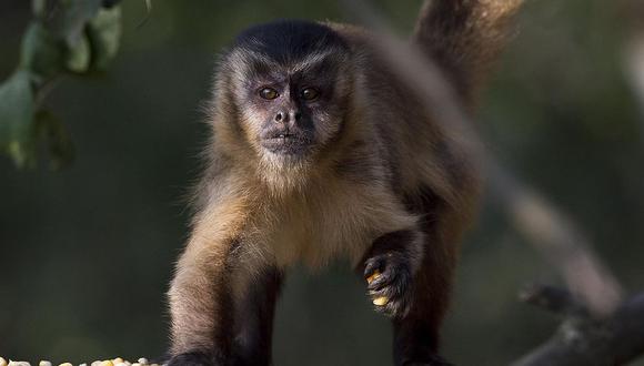 En los días se han presentado ataques en contra de monos en algunas zonas de Brasil. (Foto: Getty Images)