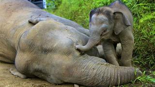 Caza furtiva de elefantes en Gabón está fuera de control