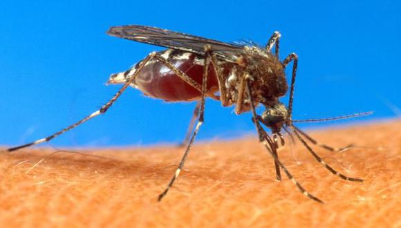 Fiebre chikungunya ya tiene dos casos en el Perú