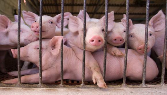 EE.UU. prohíbe antibióticos en animales para el consumo humano