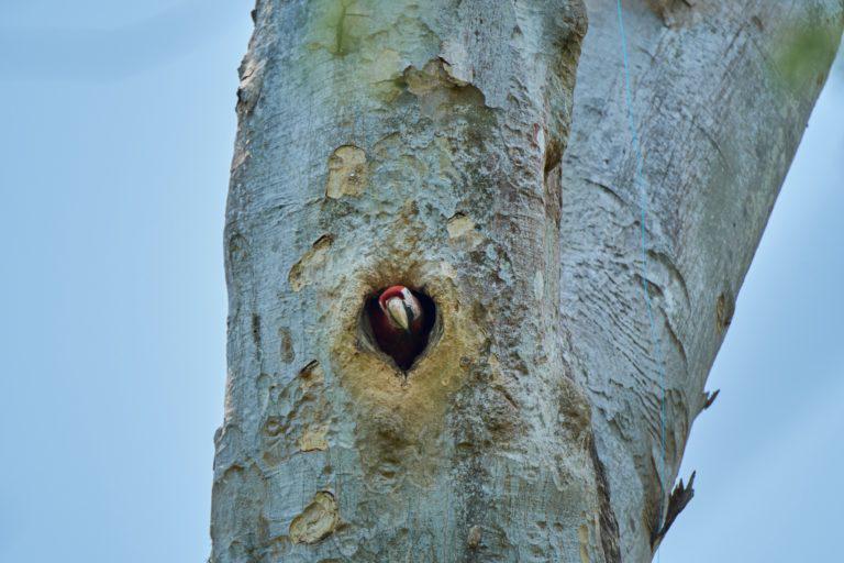 Nido de guacamaya. Foto: Hanna Emde/Nepada Wild.