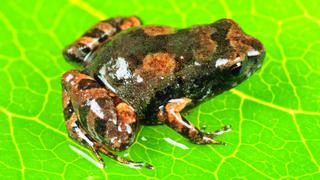 Una pequeña rana y una serpiente acuática son los nuevos hallazgos en los bosques del sur de Perú