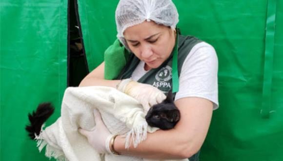 Este hospital de campaña veterinario de ASPPA servirá a las mascotas y animales callejeros de las zonas más vulnerables de la capital.