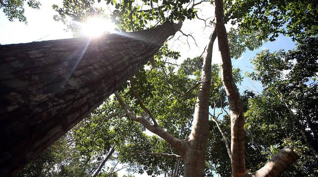 Sector forestal: seis datos del manejo de la madera en el Perú - 2