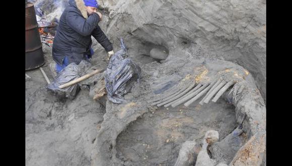 Los restos del mamut fueron descubiertos hace m&aacute;s de tres a&ntilde;os. (Foto: Reuters)