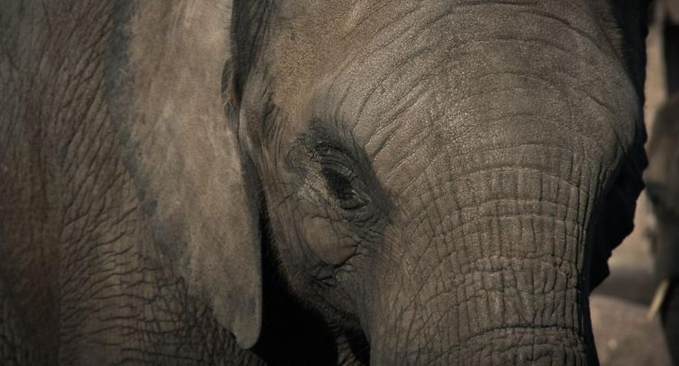 Imagen referencial de elefante. (Foto: Pixabay)