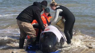 Mueren 380 ballenas varadas en una bahía de Australia