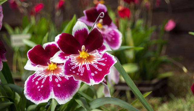 Luz: La luz es esencial tanto para las orquídeas como para cualquier planta