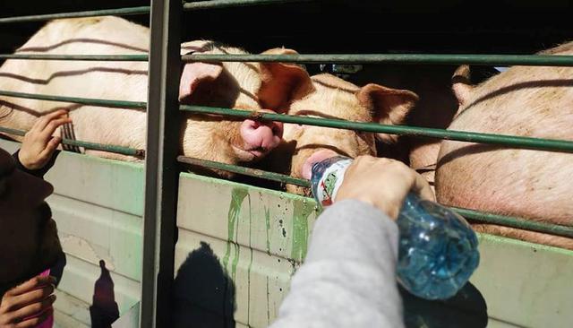 Esta iniciativa nació en Canadá y se replicó en varios países. Este grupo de veganos argentinos abrazan, dan agua e incluso acarician a los animales. (Foto: Buenos Aires Animal Save)