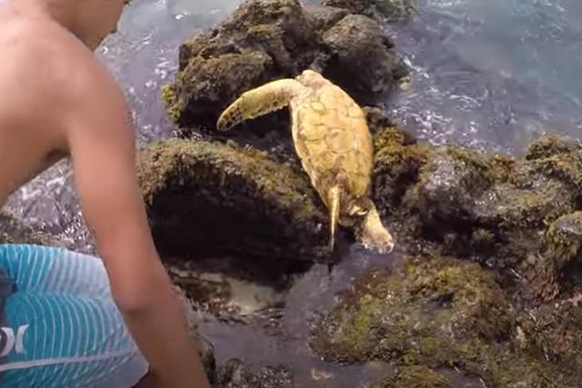 El joven vio a la tortuga de mar entre rocas, sin poder moverse libremente. (YouTube: ViralHog)
