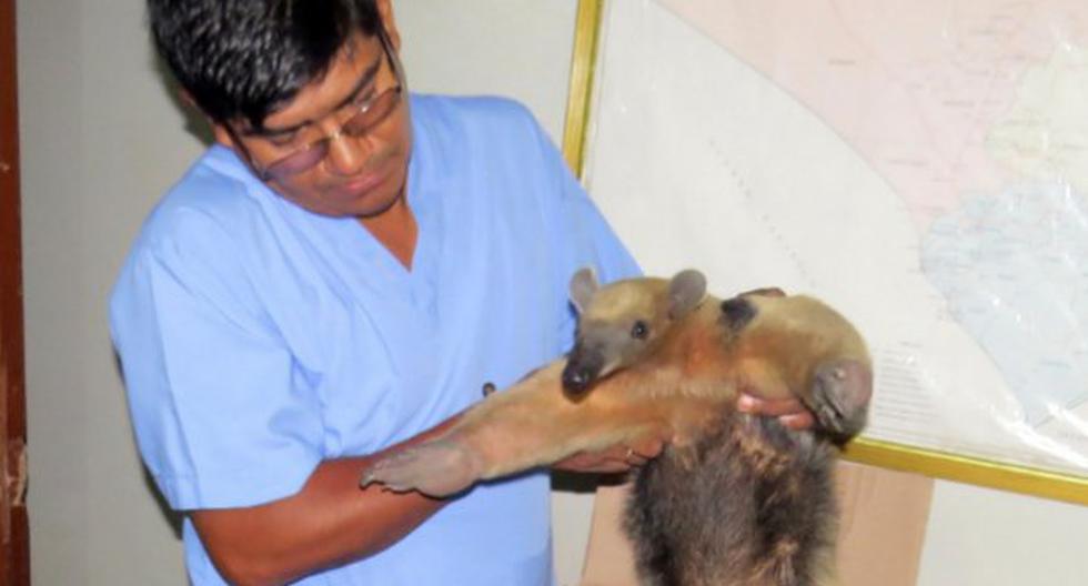 El Servicio Nacional Forestal y de Fauna Silvestre y la División de Medio Ambiente de la Policía Nacional del Perú rescataron a un oso hormiguero. (Foto: Andina)