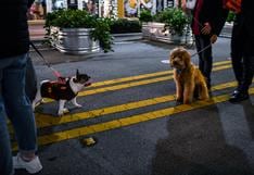 Una pelea entre perros en Miami termina con una mujer herida de bala