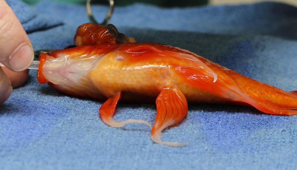 Así extrajeron el tumor de la cabeza del pequeño pez George - 1