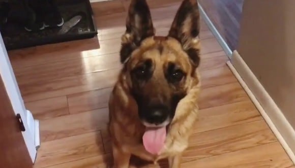 El perro espera pacientemente cada mañana a que su dueña le dé la orden de hacer que los niños se levanten de la cama. (Foto: @gsd_chevy en YouTube)