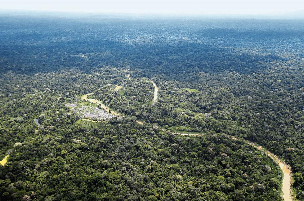 El Gobierno busca potenciar el sector forestal. (Foto: GEC)