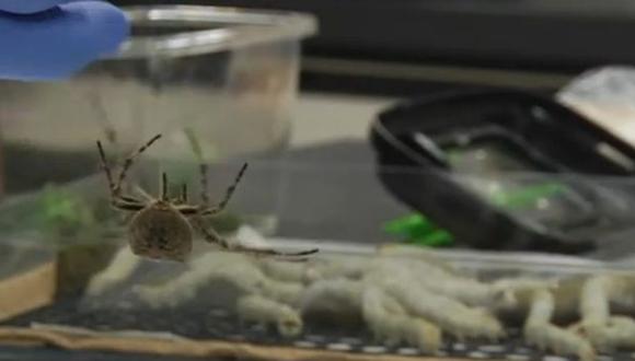 Crean una seda súper resistente con genes de arañas y gusanos