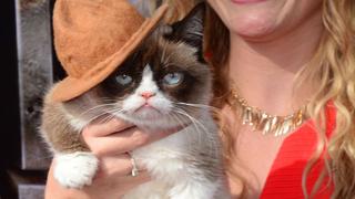 Grumpy Cat gana más de US$700.000 por demanda de derechos de autor
