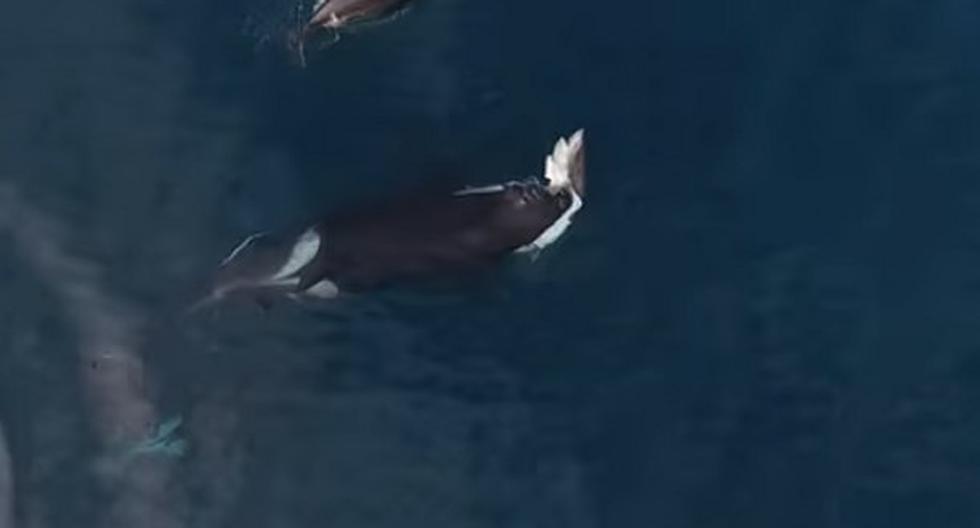 Familia de orcas cazan y devoran a un tiburón. (Foto: Captura YouTube)