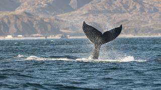 Comenzó la temporada de avistamiento de ballenas jorobadas en Piura y Tumbes