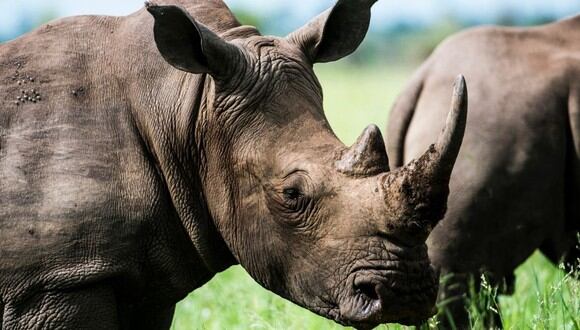 Los rinocerontes pueden ser animales muy peligrosos. (Foto referencial - Pexels)