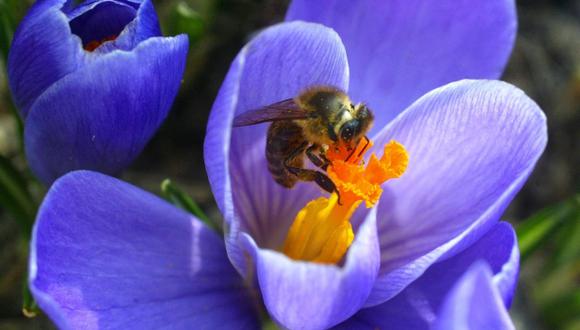 Reúnen firmas contra pesticidas "asesinos de abejas" de Bayer