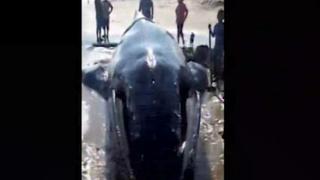 Tumbes: continúan labores para devolver al mar a ballena jorobada que quedó varada
