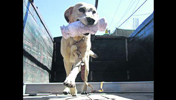 Conoce a Chiko, el perro antidrogas de Arequipa