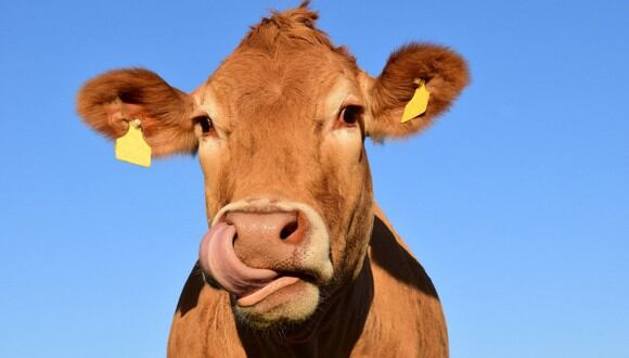 Una amistosa vaca protagonizó una hilarante escena que causa sensación en YouTube. (Foto: Pixabay/Referencial)