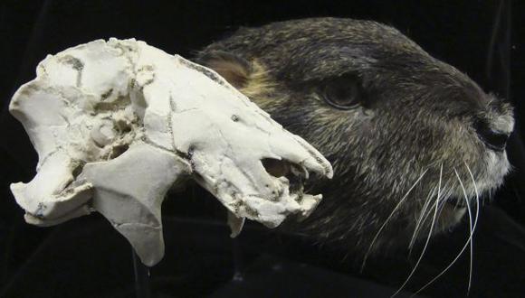 Hallan cráneo de enorme mamífero prehistórico